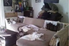 如何阻止狗狗亂咬家具？