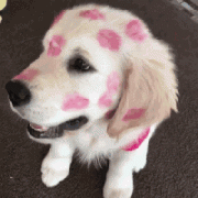 我家狗，在外面有人了！