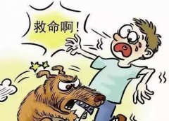 如遇惡犬咬人該怎么辦？這些知識也許能救命！