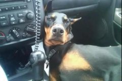 開車載狗雖拉風，背后的安全隱患你又知多少？