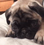 狗狗的一封道歉信，看完我哭了......