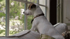 狗狗的十個(gè)有趣的小心思，你可一定要知道！