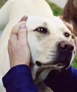 養狗之后才知道，這世界上真有無條件的愛…