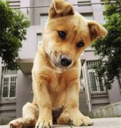 你眼中的土狗，它是我的家人！