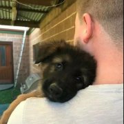 世界上最深厚的感情，排在第一位的竟是狗狗對