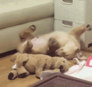 什么暖汪，全都是騙我養狗編出來的鬼話！