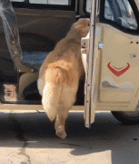 那位網友，你害怕的狗子，其實有這么慫！