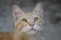 流浪貓可以帶回家養嗎？怎么把流浪貓帶回家養？